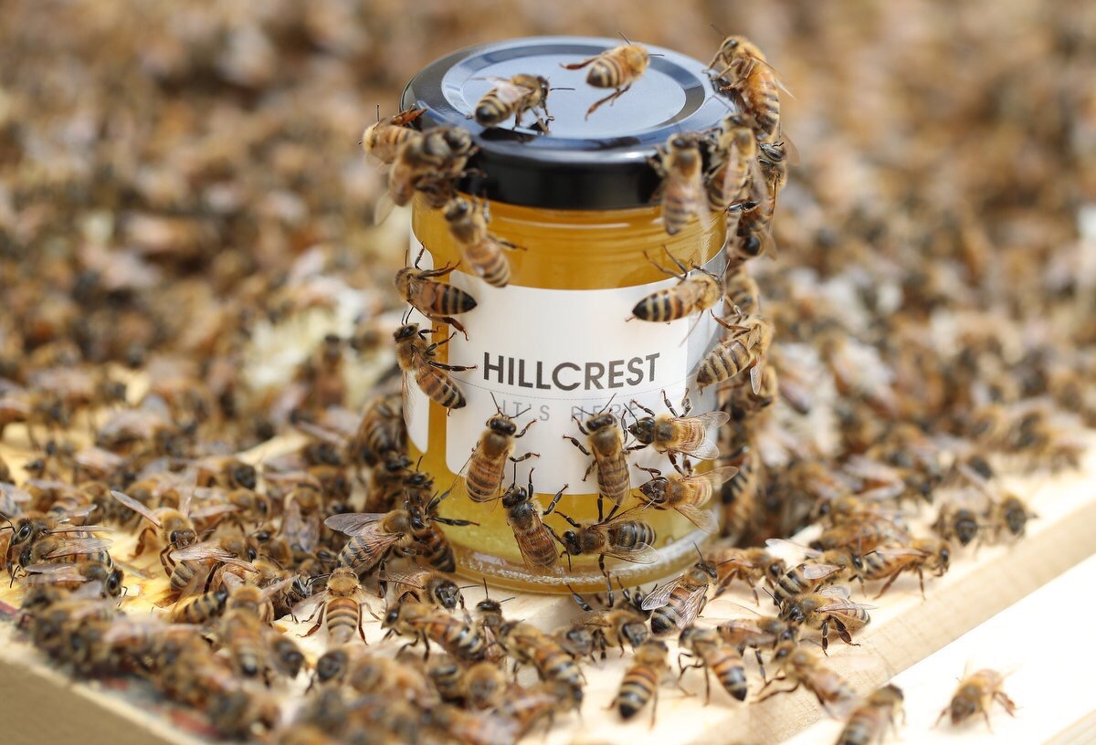 image of a jar of honey with the label HILLCREST surrounded by several honey bees