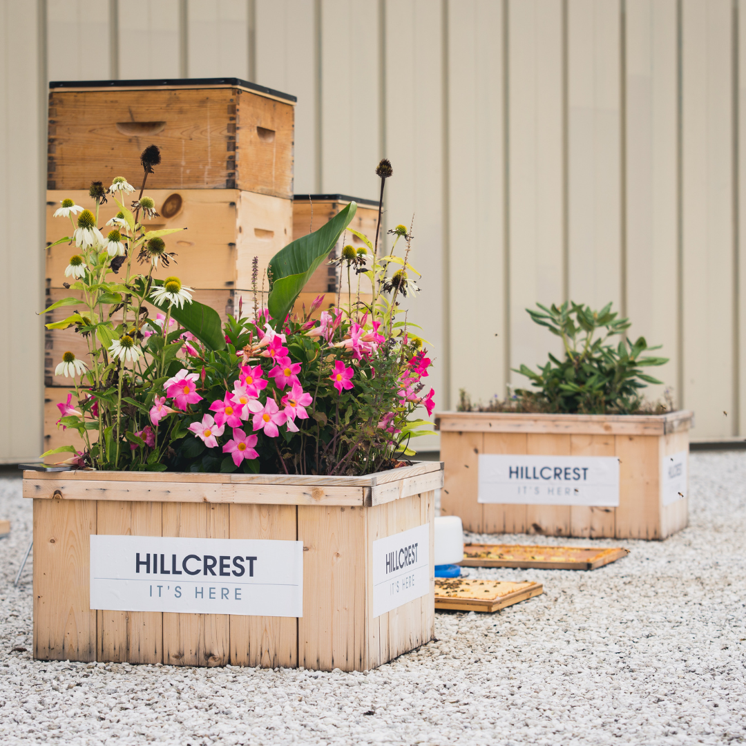 bees on the hillcrest mall roof