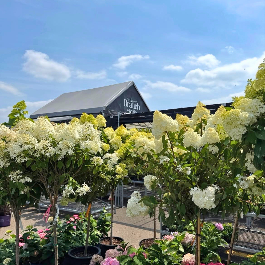 The Branch by Connon Nurseries